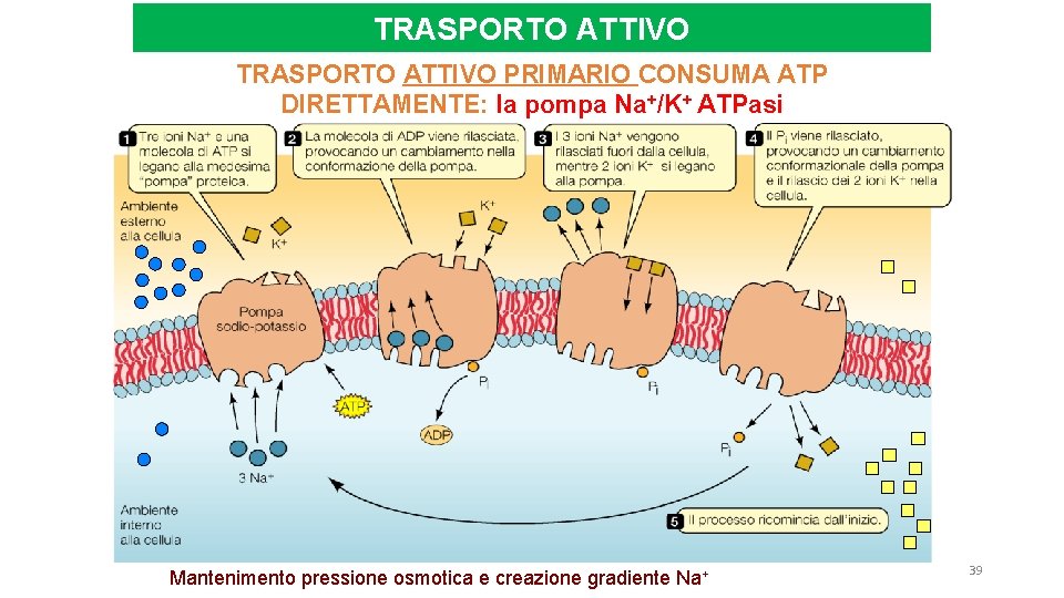 TRASPORTO ATTIVO PRIMARIO CONSUMA ATP DIRETTAMENTE: la pompa Na+/K+ ATPasi Mantenimento pressione osmotica e