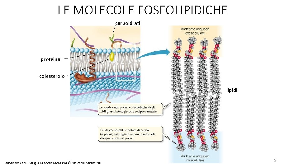 LE MOLECOLE FOSFOLIPIDICHE carboidrati proteina colesterolo lipidi da Sadava et al. Biologia La scienza