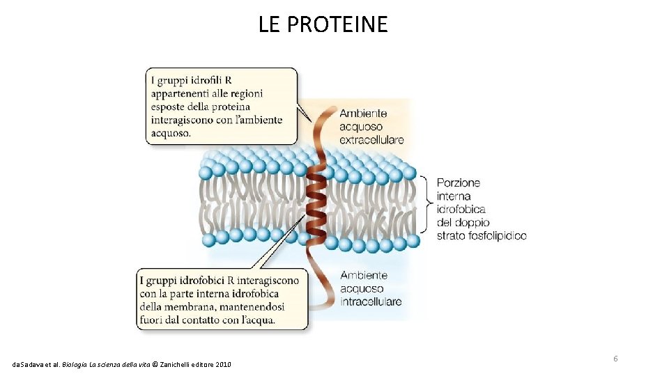 LE PROTEINE da Sadava et al. Biologia La scienza della vita © Zanichelli editore