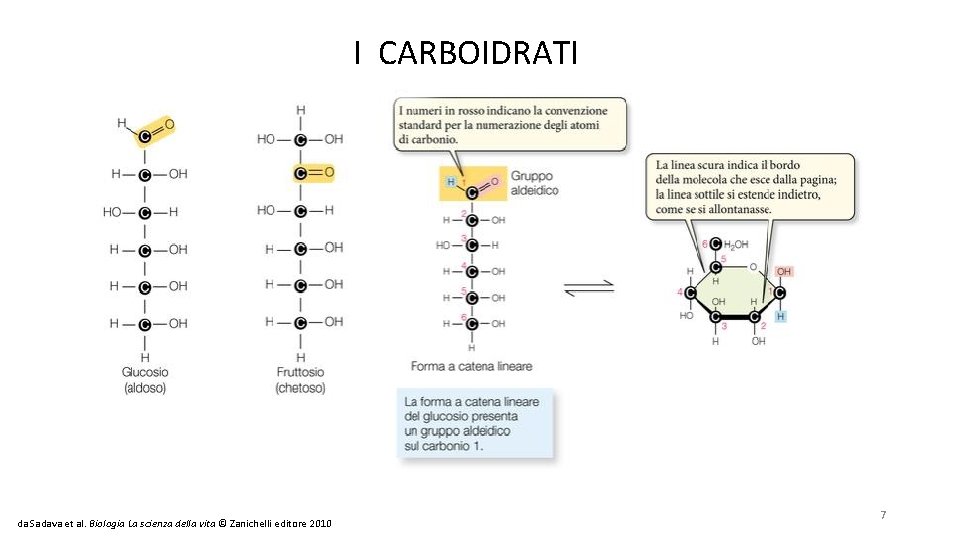 I CARBOIDRATI da Sadava et al. Biologia La scienza della vita © Zanichelli editore