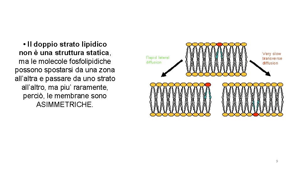  • Il doppio strato lipidico non è una struttura statica, ma le molecole