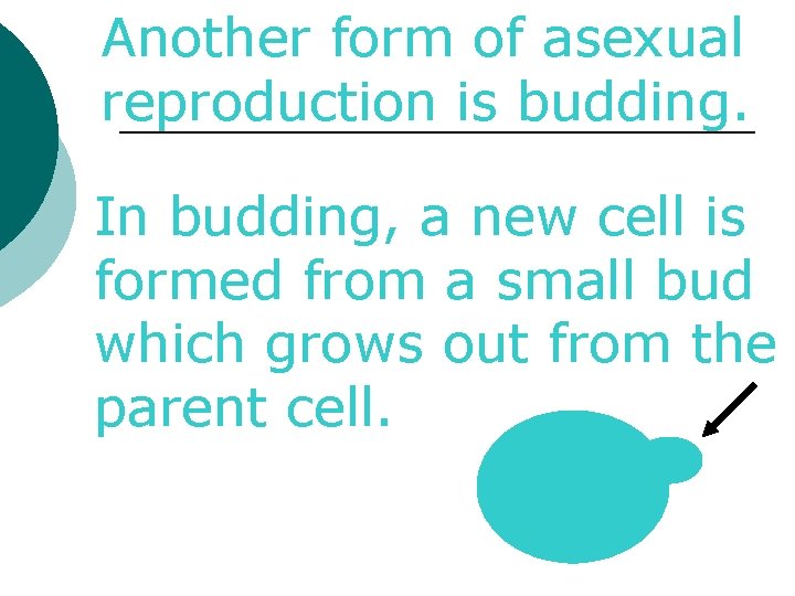 Another form of asexual reproduction is budding. In budding, a new cell is formed