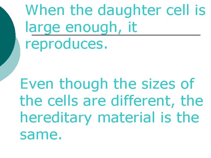 When the daughter cell is large enough, it reproduces. Even though the sizes of
