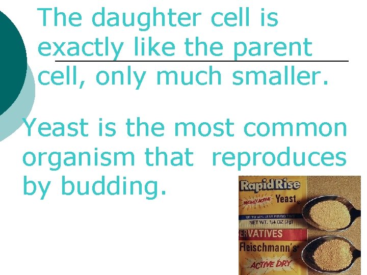 The daughter cell is exactly like the parent cell, only much smaller. Yeast is