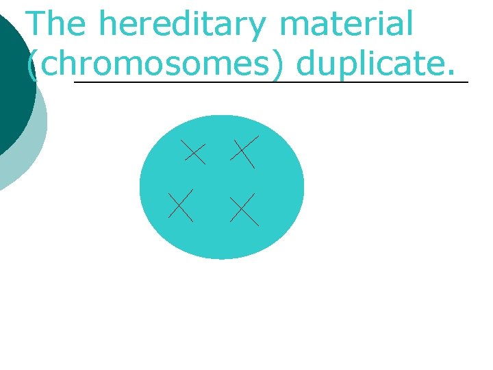 The hereditary material (chromosomes) duplicate. 