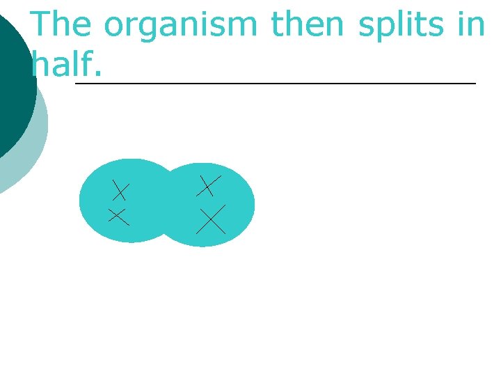 The organism then splits in half. 