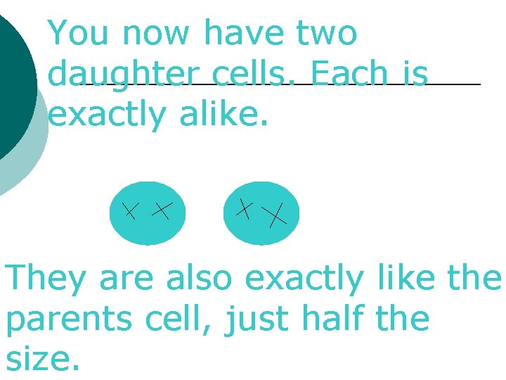 You now have two daughter cells. Each is exactly alike. They are also exactly