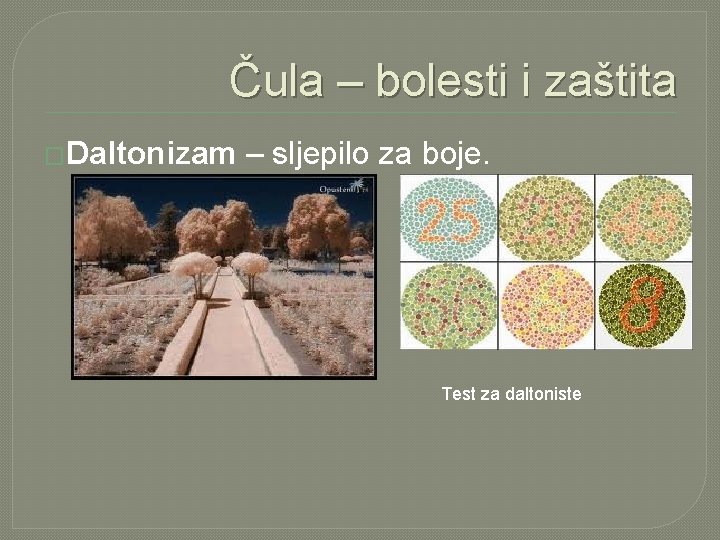 Čula – bolesti i zaštita �Daltonizam – sljepilo za boje. Test za daltoniste 