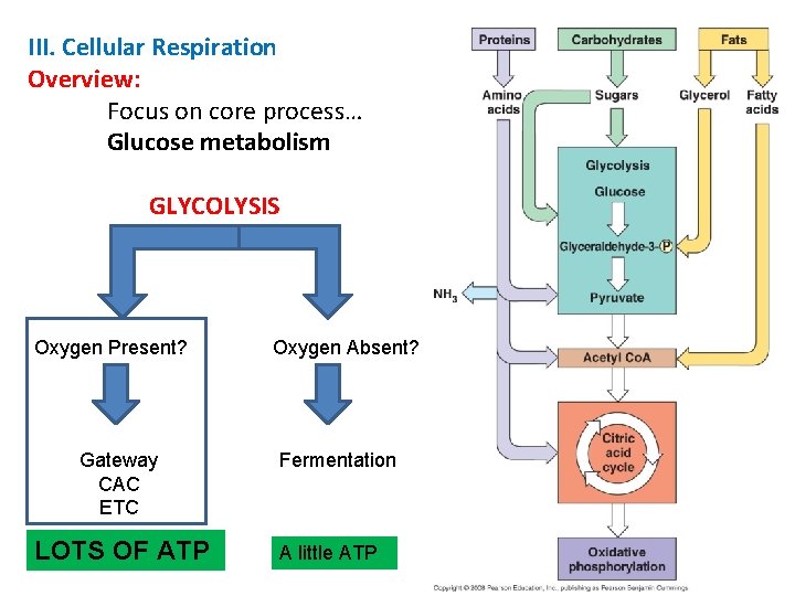 III. Cellular Respiration Overview: Focus on core process… Glucose metabolism GLYCOLYSIS Oxygen Present? Gateway