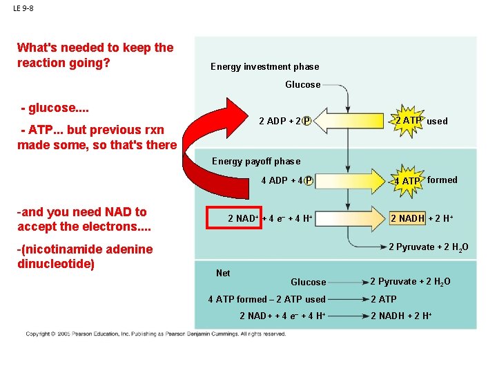 LE 9 -8 What's needed to keep the reaction going? Energy investment phase Glucose