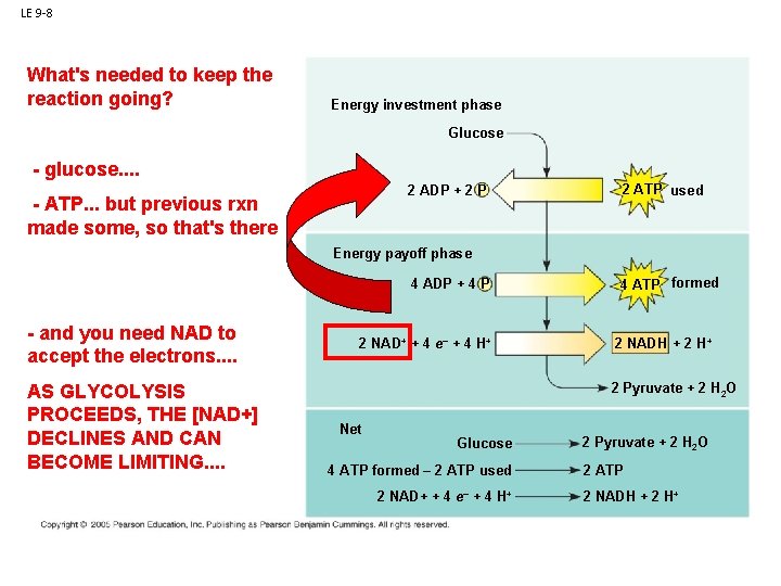 LE 9 -8 What's needed to keep the reaction going? Energy investment phase Glucose