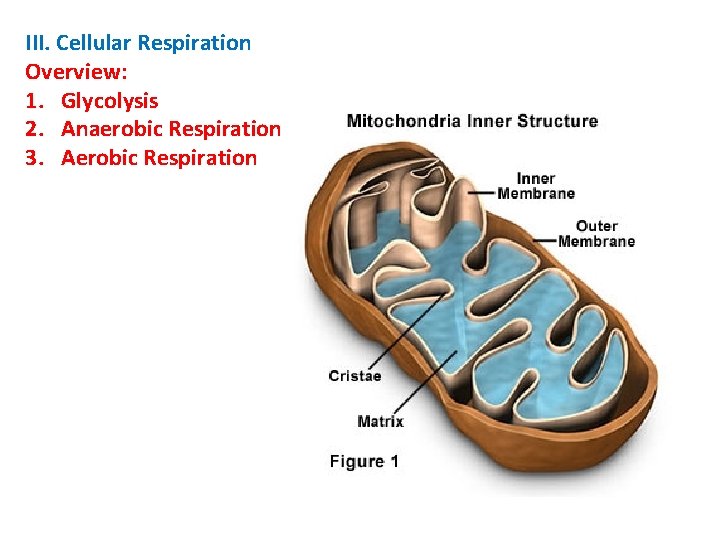 III. Cellular Respiration Overview: 1. Glycolysis 2. Anaerobic Respiration 3. Aerobic Respiration 