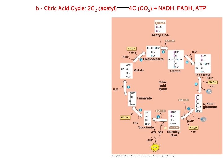 b - Citric Acid Cycle: 2 C 2 (acetyl) 4 C (CO 2) +