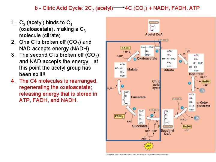 b - Citric Acid Cycle: 2 C 2 (acetyl) 1. C 2 (acetyl) binds