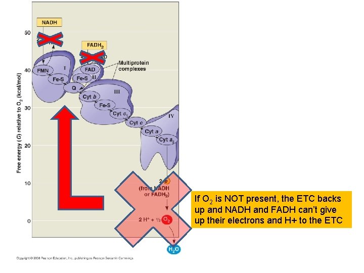 If O 2 is NOT present, the ETC backs up and NADH and FADH