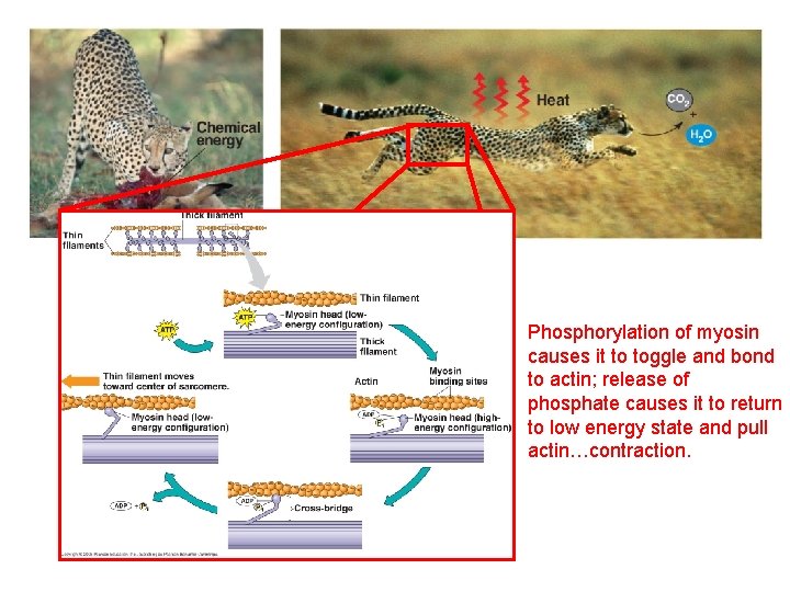 Phosphorylation of myosin causes it to toggle and bond to actin; release of phosphate