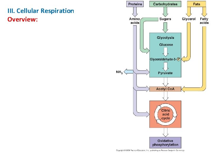 III. Cellular Respiration Overview: 