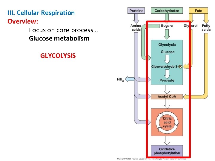 III. Cellular Respiration Overview: Focus on core process… Glucose metabolism GLYCOLYSIS 