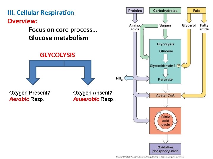 III. Cellular Respiration Overview: Focus on core process… Glucose metabolism GLYCOLYSIS Oxygen Present? Aerobic