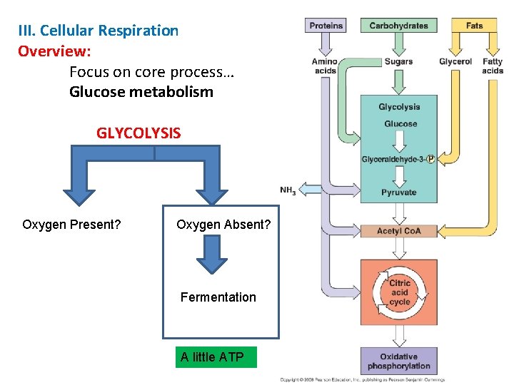 III. Cellular Respiration Overview: Focus on core process… Glucose metabolism GLYCOLYSIS Oxygen Present? Oxygen