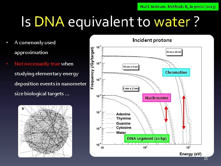 Nucl. Instrum. Methods B, in press (2013) Is DNA equivalent to water ? •