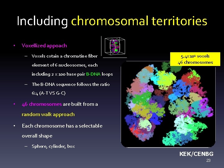 Including chromosomal territories • Voxellized appoach – Voxels cotain a chromatine fiber element of