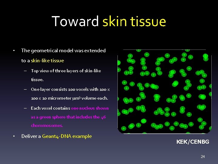 Toward skin tissue • The geometrical model was extended to a skin-like tissue –