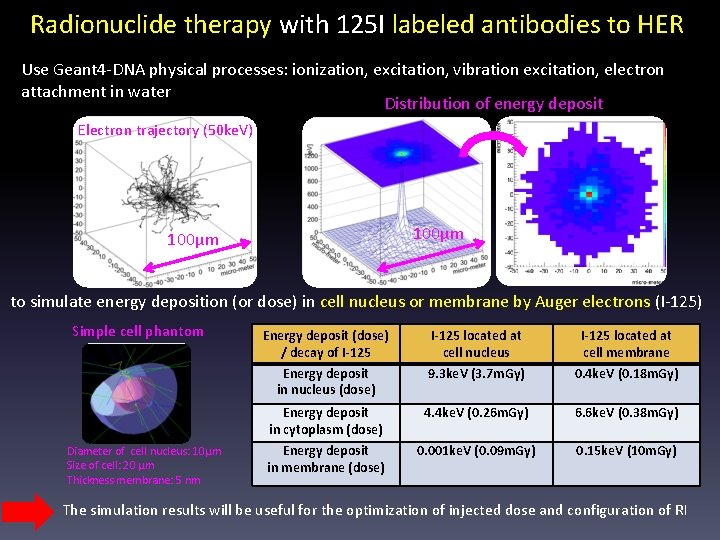 Radionuclide therapy with 125 I labeled antibodies to HER Use Geant 4 -DNA physical