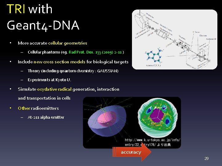 TRI with Geant 4 -DNA • More accurate cellular geometries – Cellular phantoms (eg.