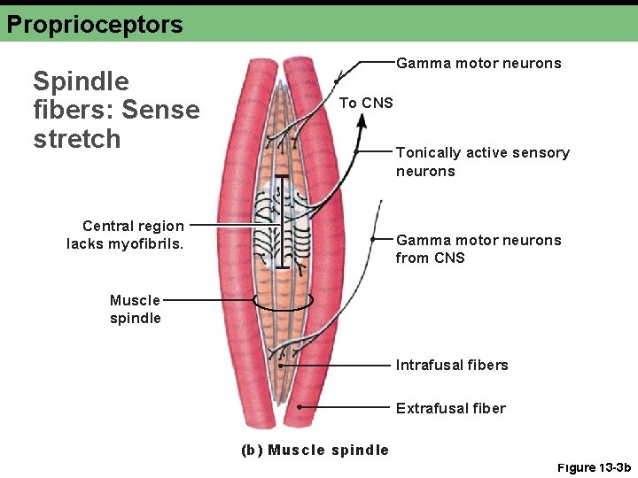 Proprioceptors Spindle fibers: Sense stretch Gamma motor neurons To CNS Tonically active sensory neurons Proprioceptors Spindle fibers: Sense stretch Gamma motor neurons To CNS Tonically active sensory neurons