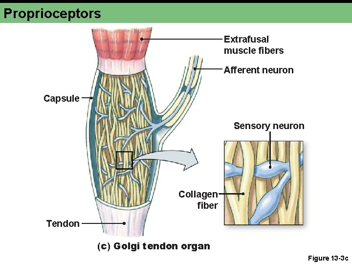 Proprioceptors Extrafusal muscle fibers Afferent neuron Capsule Sensory neuron Collagen fiber Tendon (c) Golgi Proprioceptors Extrafusal muscle fibers Afferent neuron Capsule Sensory neuron Collagen fiber Tendon (c) Golgi