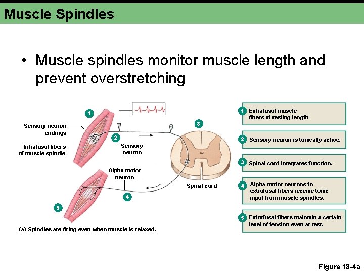 Muscle Spindles • Muscle spindles monitor muscle length and prevent overstretching 1 Sensory neuron Muscle Spindles • Muscle spindles monitor muscle length and prevent overstretching 1 Sensory neuron