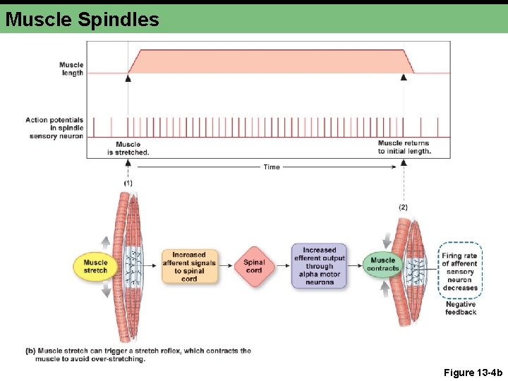 Muscle Spindles Figure 13 -4 b Muscle Spindles Figure 13 -4 b