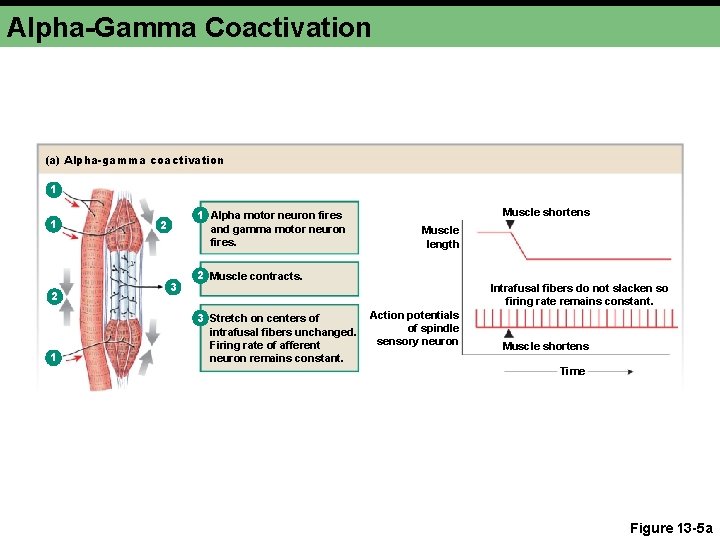 Alpha-Gamma Coactivation (a) Alpha-gamma coactivation 1 1 2 1 1 Alpha motor neuron fires Alpha-Gamma Coactivation (a) Alpha-gamma coactivation 1 1 2 1 1 Alpha motor neuron fires