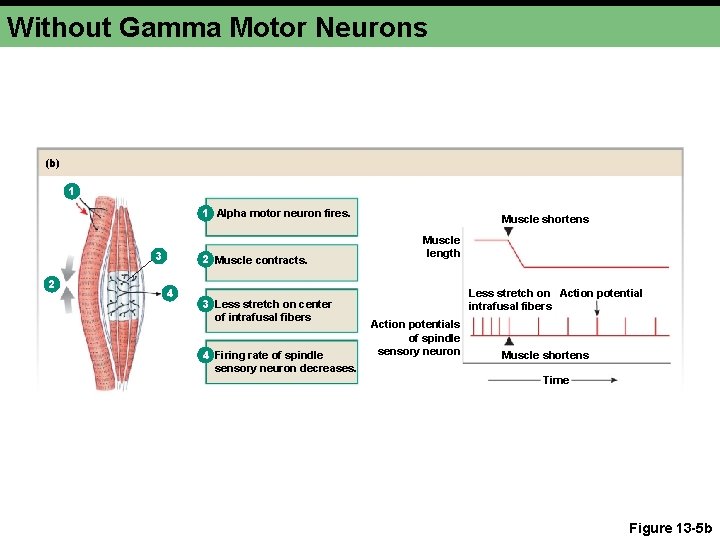Without Gamma Motor Neurons (b) 1 1 Alpha motor neuron fires. 3 2 2 Without Gamma Motor Neurons (b) 1 1 Alpha motor neuron fires. 3 2 2