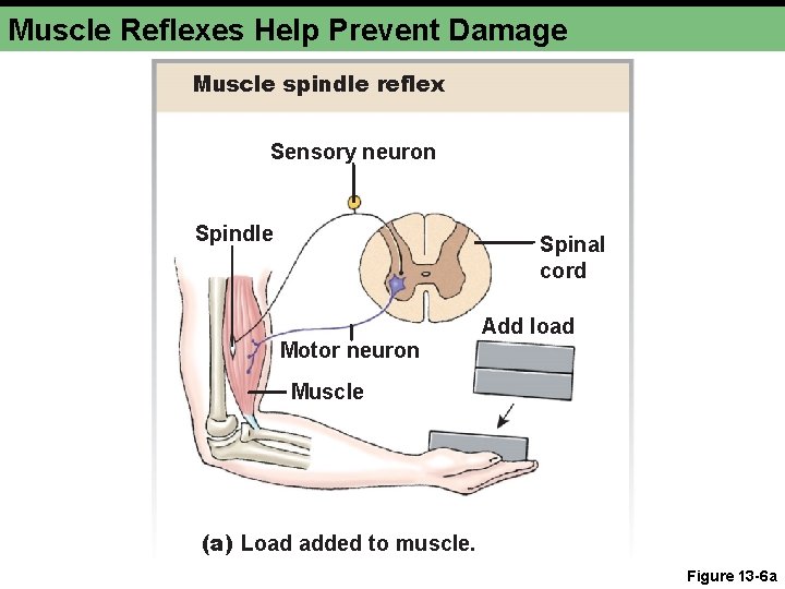 Muscle Reflexes Help Prevent Damage Muscle spindle reflex Sensory neuron Spindle Spinal cord Add Muscle Reflexes Help Prevent Damage Muscle spindle reflex Sensory neuron Spindle Spinal cord Add