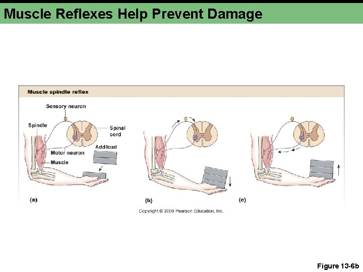 Muscle Reflexes Help Prevent Damage Figure 13 -6 b Muscle Reflexes Help Prevent Damage Figure 13 -6 b
