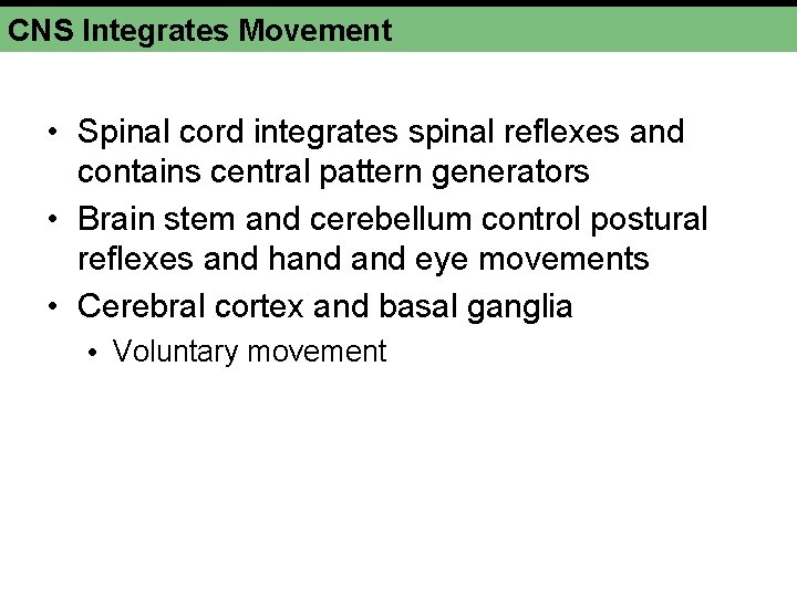 CNS Integrates Movement • Spinal cord integrates spinal reflexes and contains central pattern generators CNS Integrates Movement • Spinal cord integrates spinal reflexes and contains central pattern generators