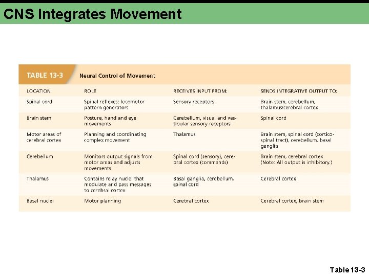 CNS Integrates Movement Table 13 -3 CNS Integrates Movement Table 13 -3