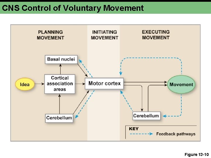 CNS Control of Voluntary Movement Figure 13 -10 CNS Control of Voluntary Movement Figure 13 -10