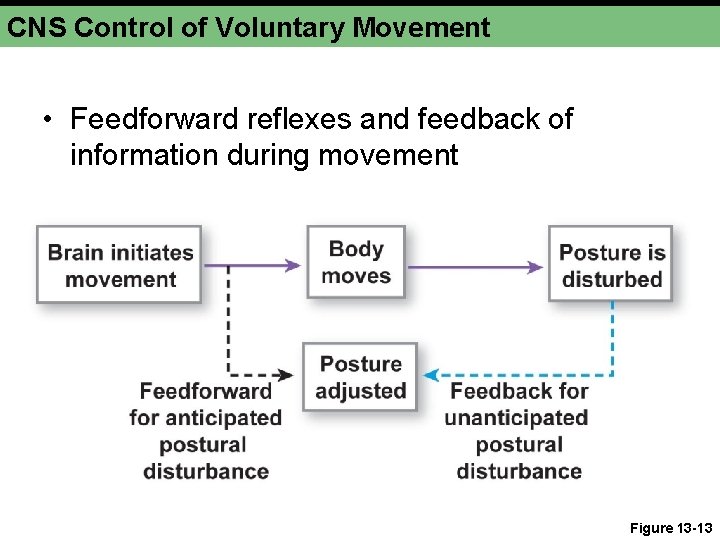 CNS Control of Voluntary Movement • Feedforward reflexes and feedback of information during movement CNS Control of Voluntary Movement • Feedforward reflexes and feedback of information during movement