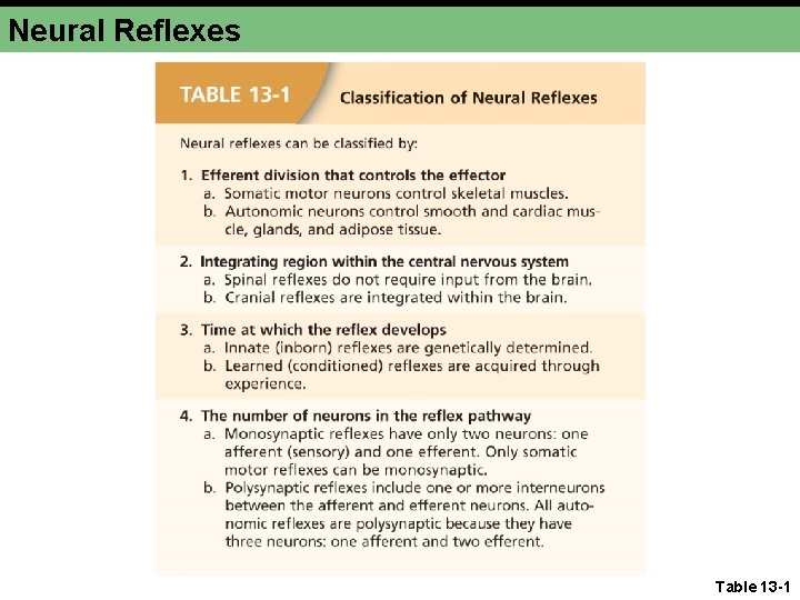 Neural Reflexes Table 13 -1 Neural Reflexes Table 13 -1