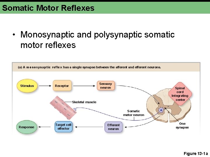 Somatic Motor Reflexes • Monosynaptic and polysynaptic somatic motor reflexes (a) A monosynaptic reflex Somatic Motor Reflexes • Monosynaptic and polysynaptic somatic motor reflexes (a) A monosynaptic reflex