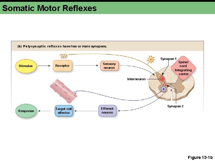 Somatic Motor Reflexes (b) Polysynaptic reflexes have two or more synapses. Synapse 1 Stimulus Somatic Motor Reflexes (b) Polysynaptic reflexes have two or more synapses. Synapse 1 Stimulus