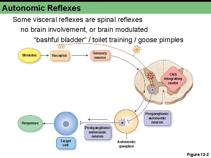 Autonomic Reflexes Some visceral reflexes are spinal reflexes no brain involvement, or brain modulated Autonomic Reflexes Some visceral reflexes are spinal reflexes no brain involvement, or brain modulated