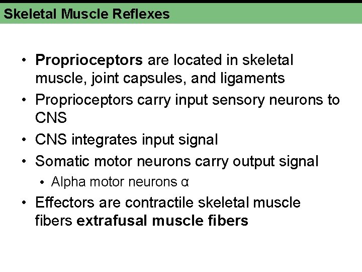 Skeletal Muscle Reflexes • Proprioceptors are located in skeletal muscle, joint capsules, and ligaments Skeletal Muscle Reflexes • Proprioceptors are located in skeletal muscle, joint capsules, and ligaments