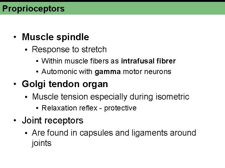 Proprioceptors • Muscle spindle • Response to stretch • Within muscle fibers as intrafusal Proprioceptors • Muscle spindle • Response to stretch • Within muscle fibers as intrafusal