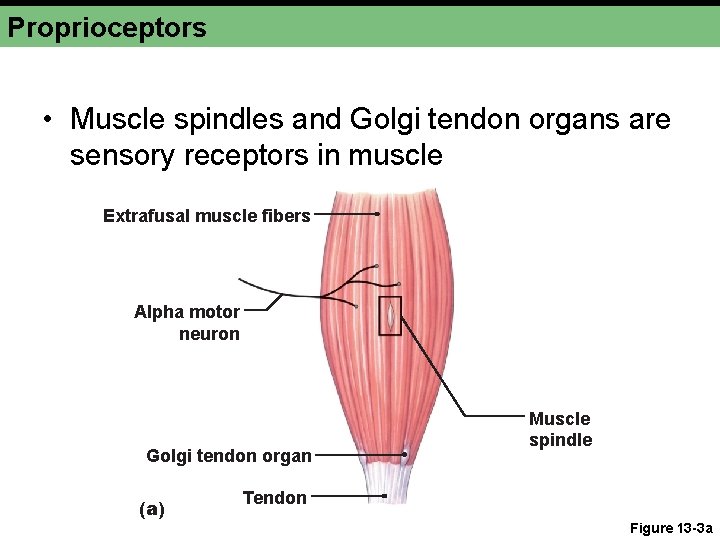 Proprioceptors • Muscle spindles and Golgi tendon organs are sensory receptors in muscle Extrafusal Proprioceptors • Muscle spindles and Golgi tendon organs are sensory receptors in muscle Extrafusal