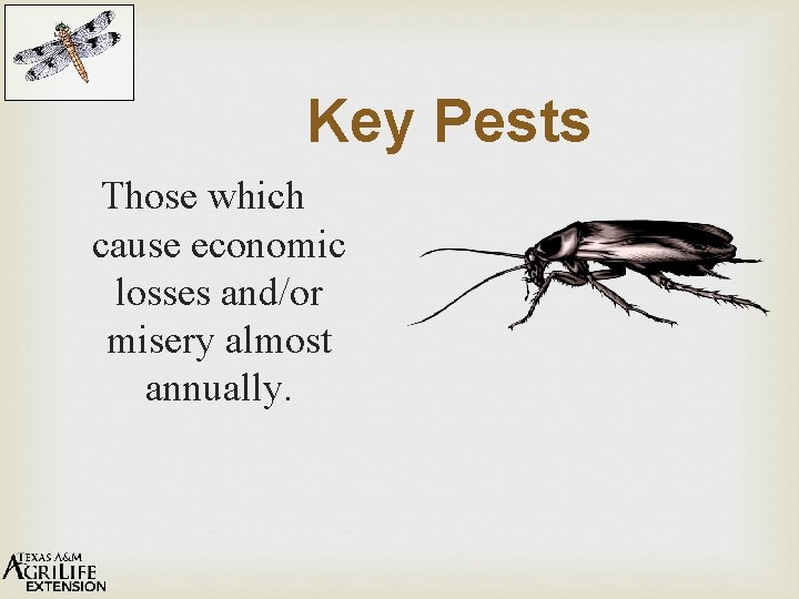 Key Pests Those which cause economic losses and/or misery almost annually. 