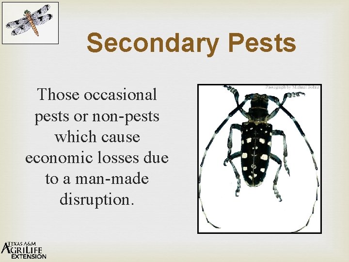 Secondary Pests Those occasional pests or non-pests which cause economic losses due to a